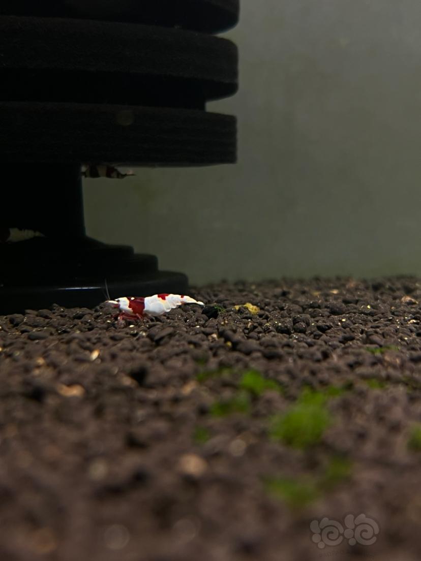红白水晶虾-图7