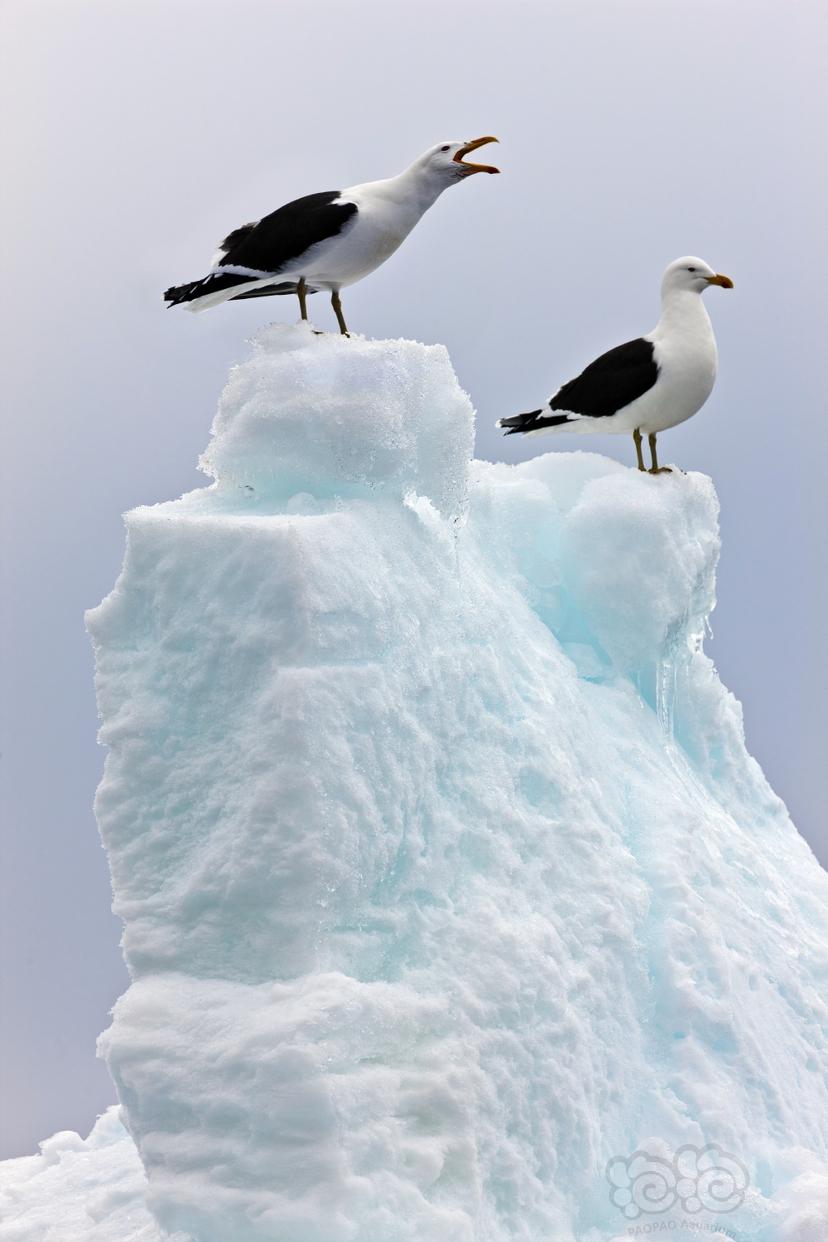 南极海鸟-图1