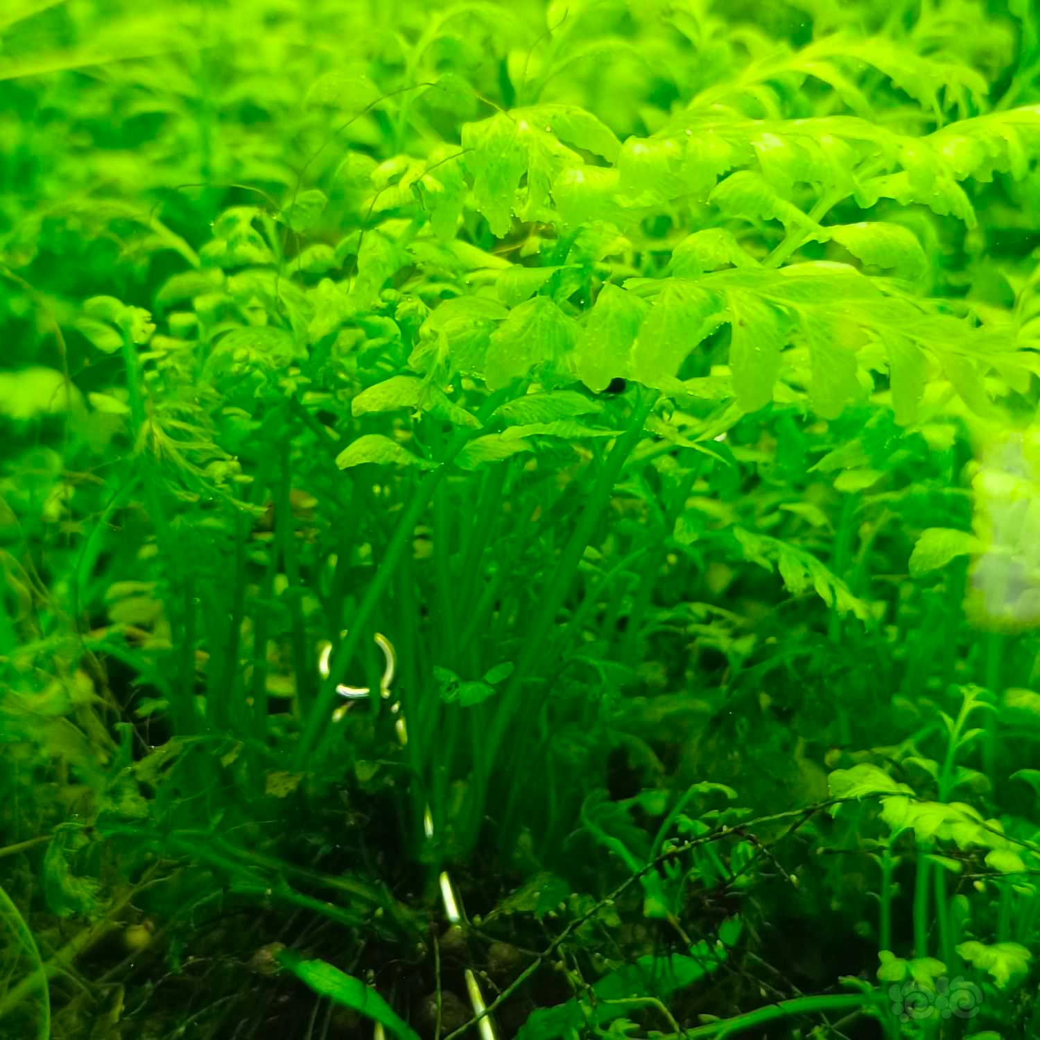 【有茎】出高品质水草，无藻无螺，保证品质-图2