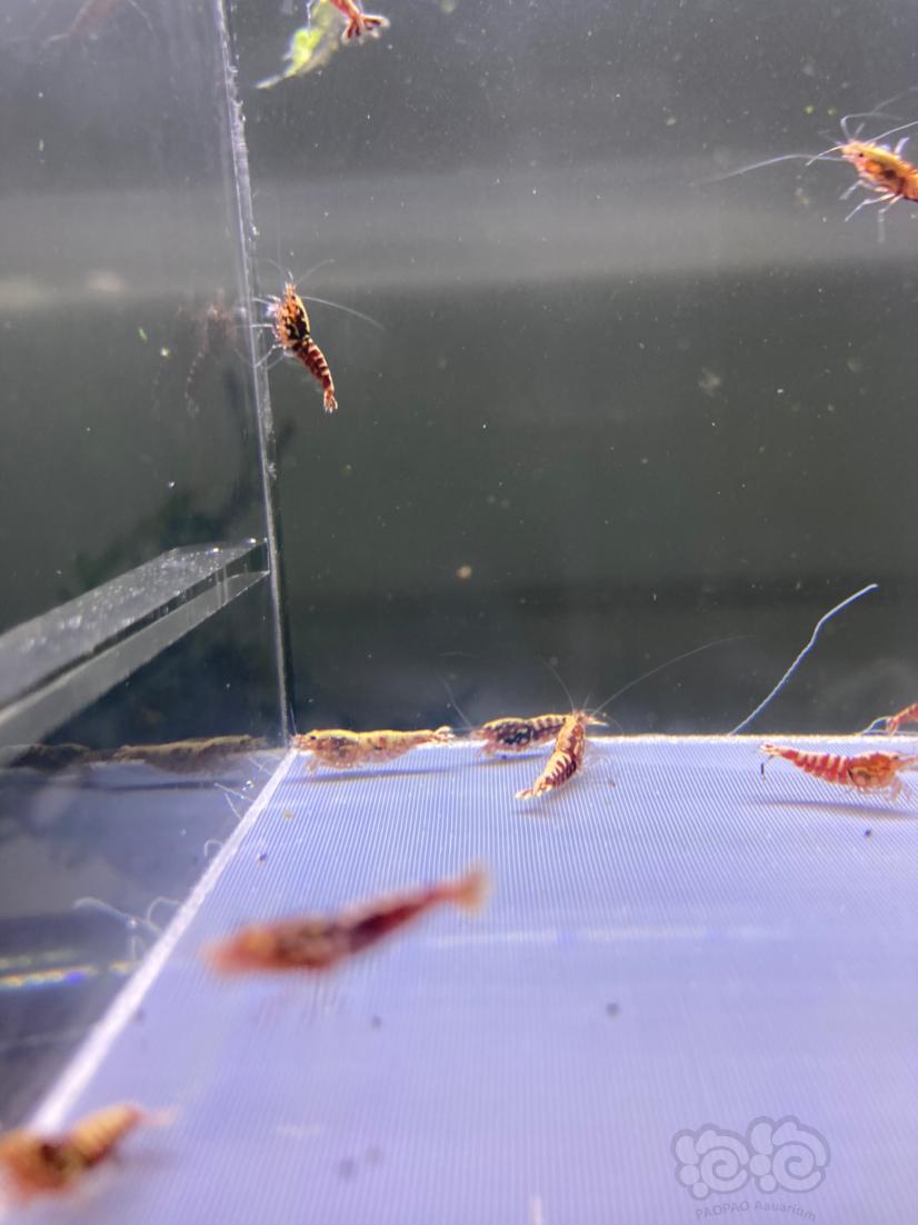 【水晶虾】红银河淘汰一组20只公多母少-图2