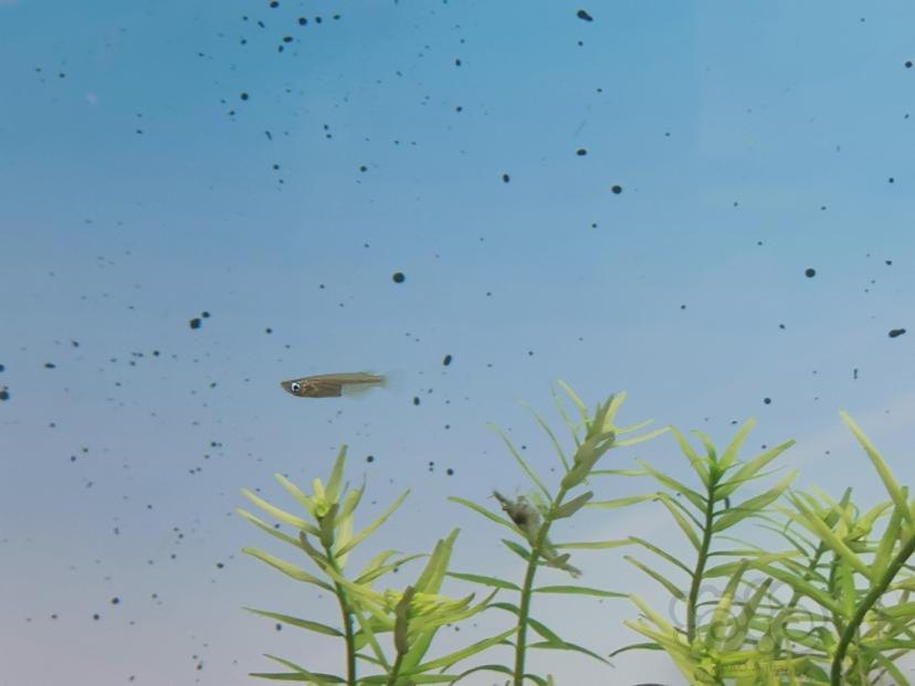 野采鱼虾-图4