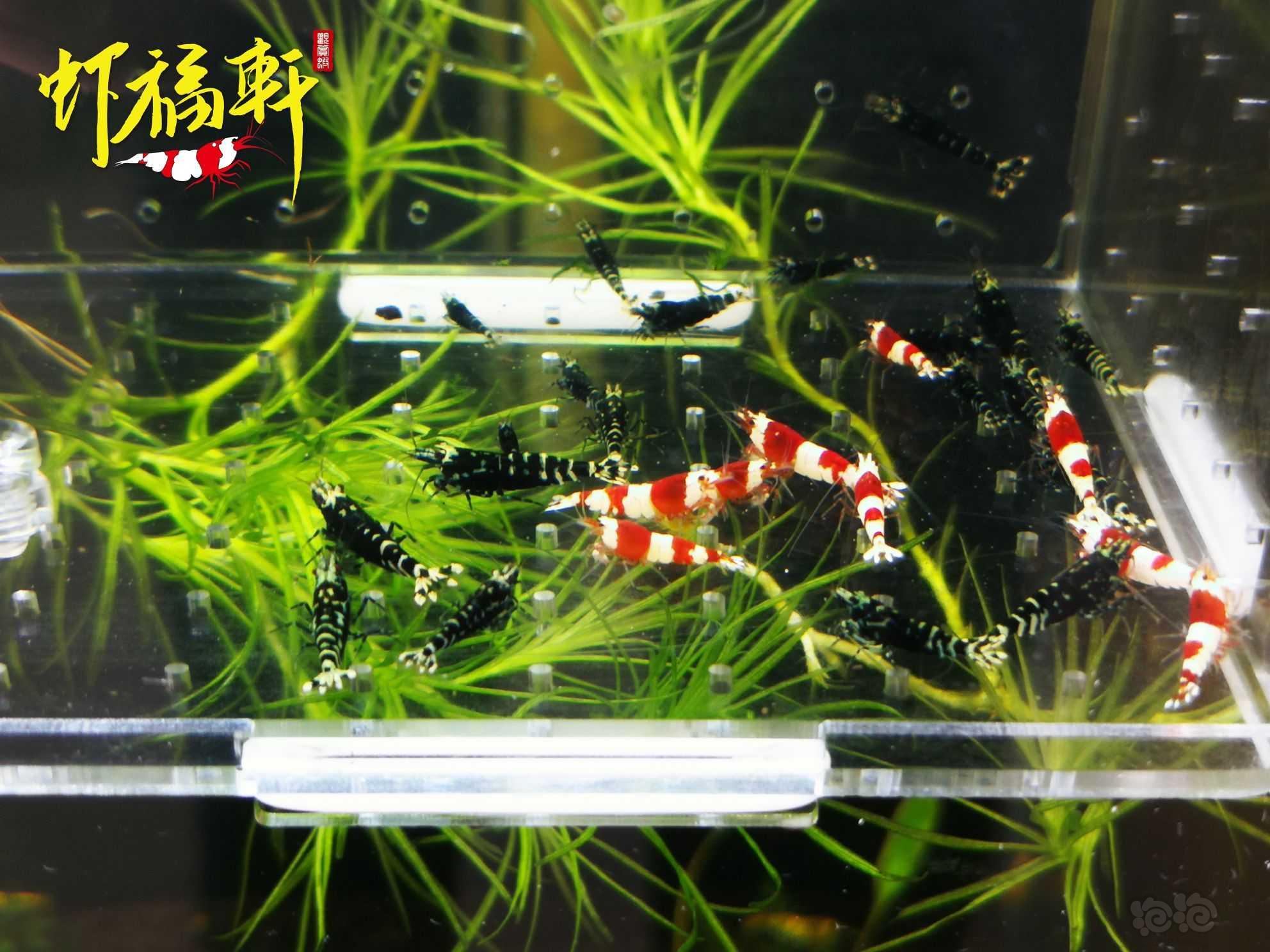 【虾】2023-10-09#RMB拍卖#红白银河虎苗30只-图3