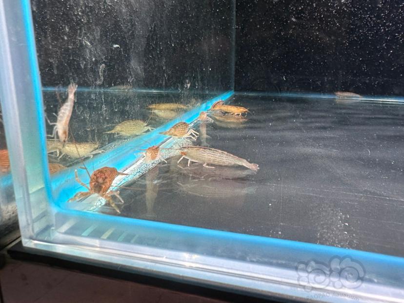 【水晶虾】木纹虾 印尼原生溪流虾-图5