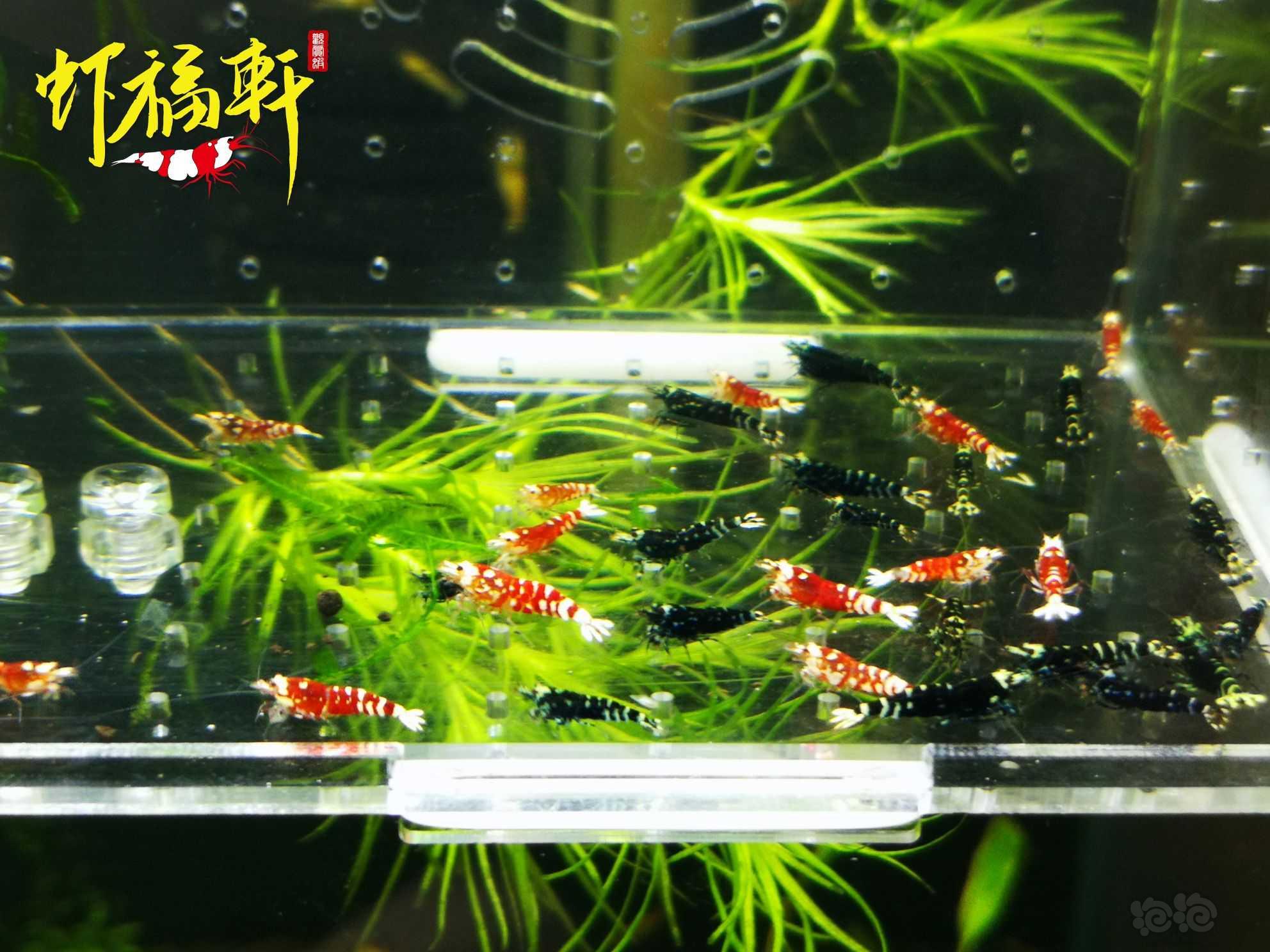 【虾】2023-10-08#RMB拍卖#红花虎和银河虎苗35只-图4