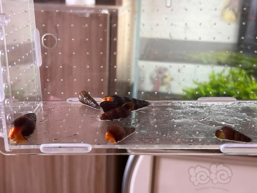 【出售】天津地区出6只品相不错的橙兔螺-图2