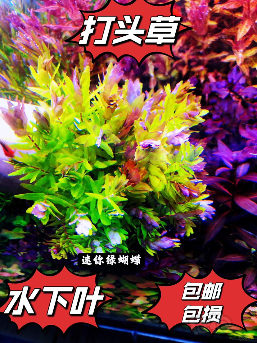 【有茎】出售豹纹红蝴蝶 迷你红蝴蝶 绿蝴蝶-图1