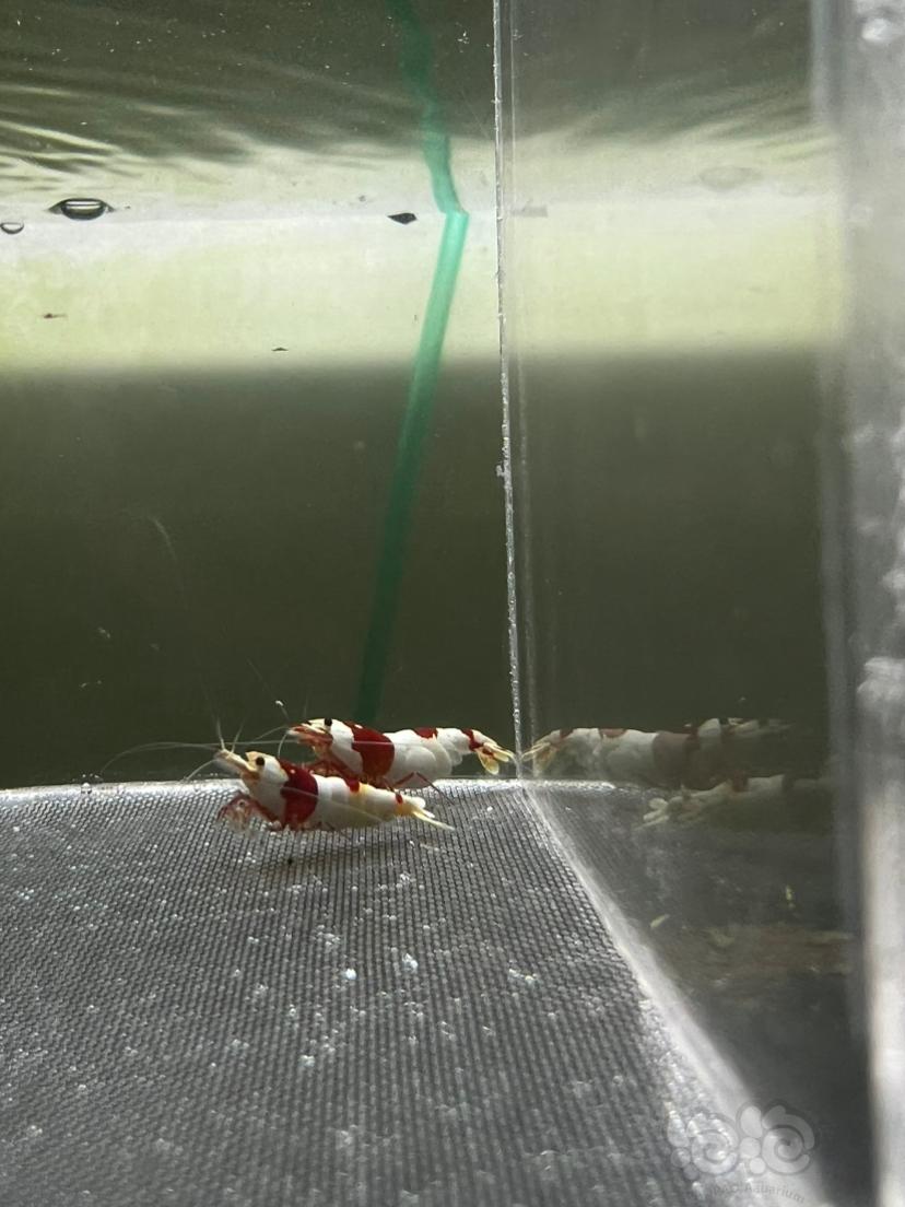 红白水晶虾-图1