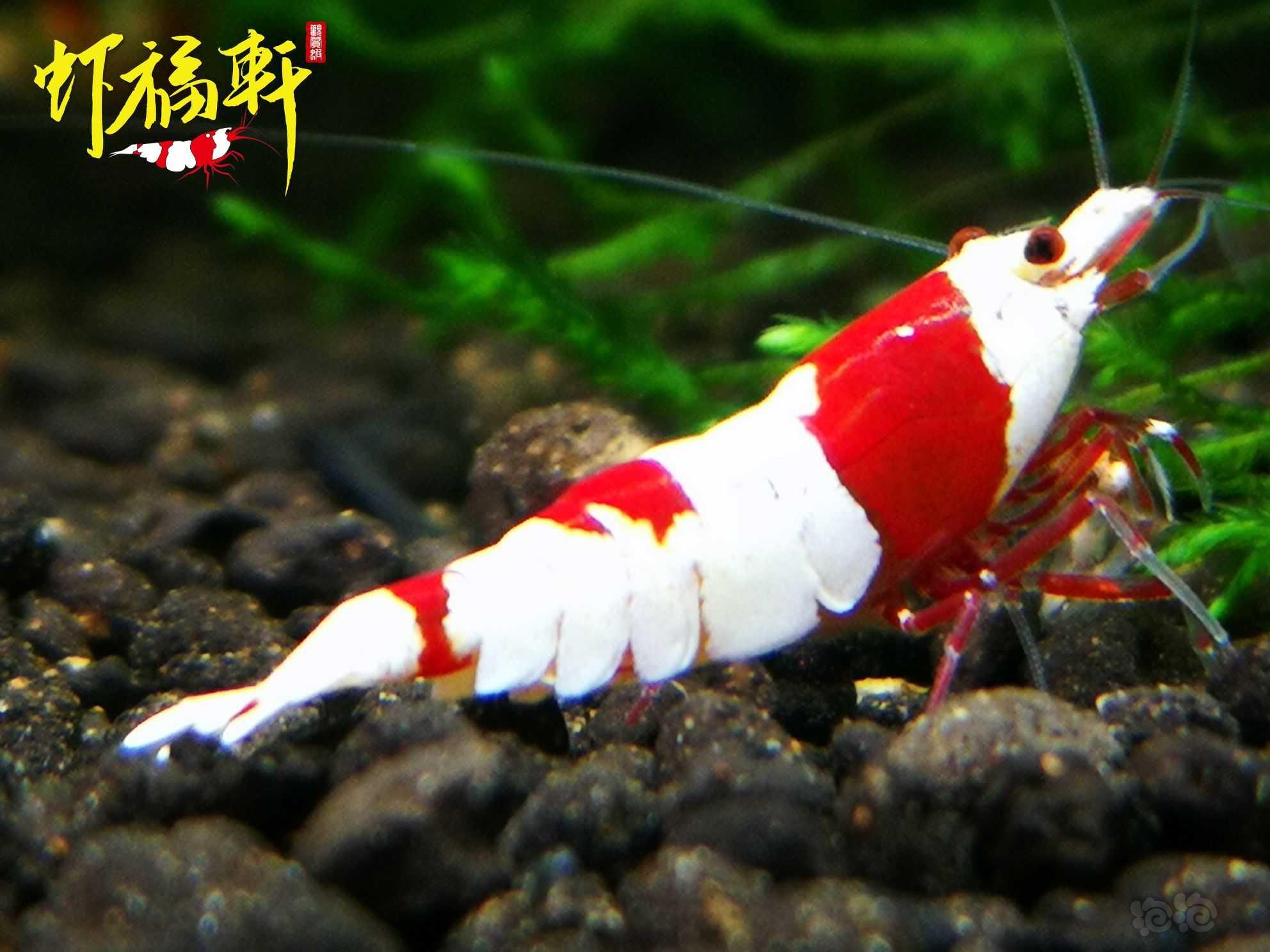 【虾】2023-10-03#RMB拍卖#红白6只-图5