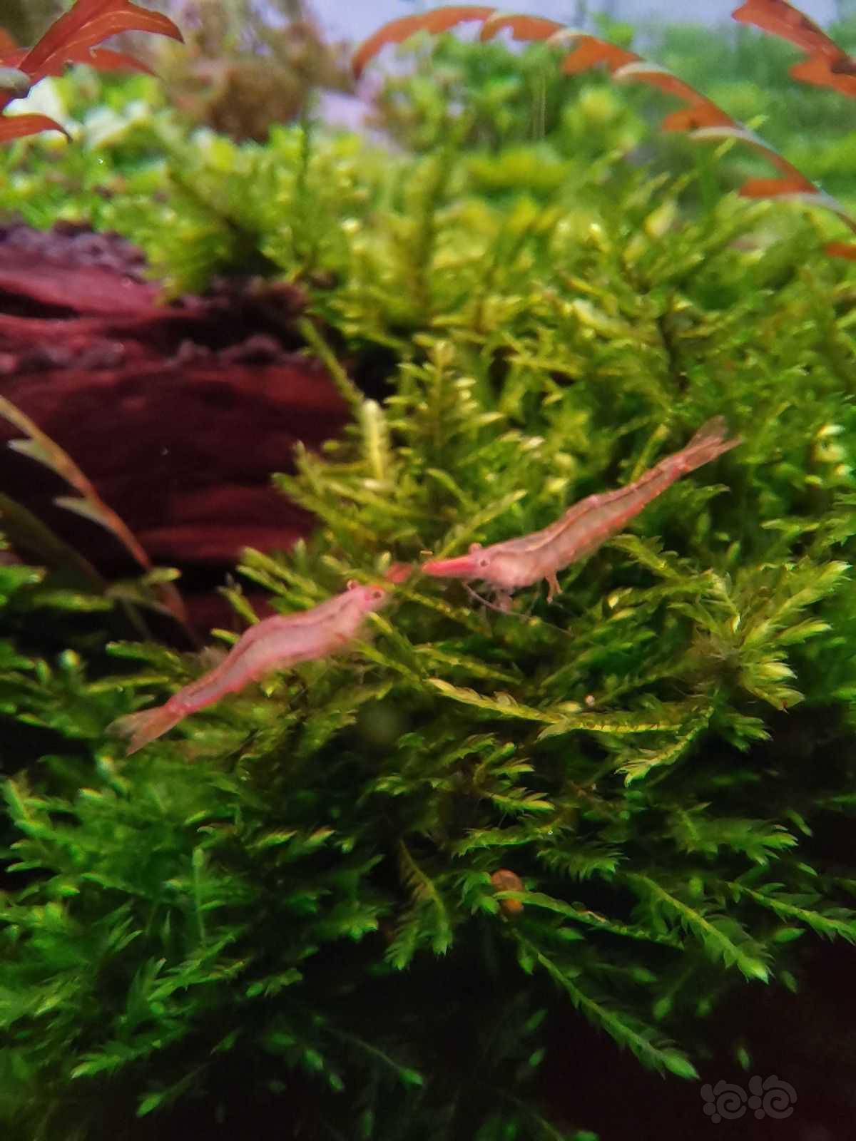 红鼻虾的美-图3