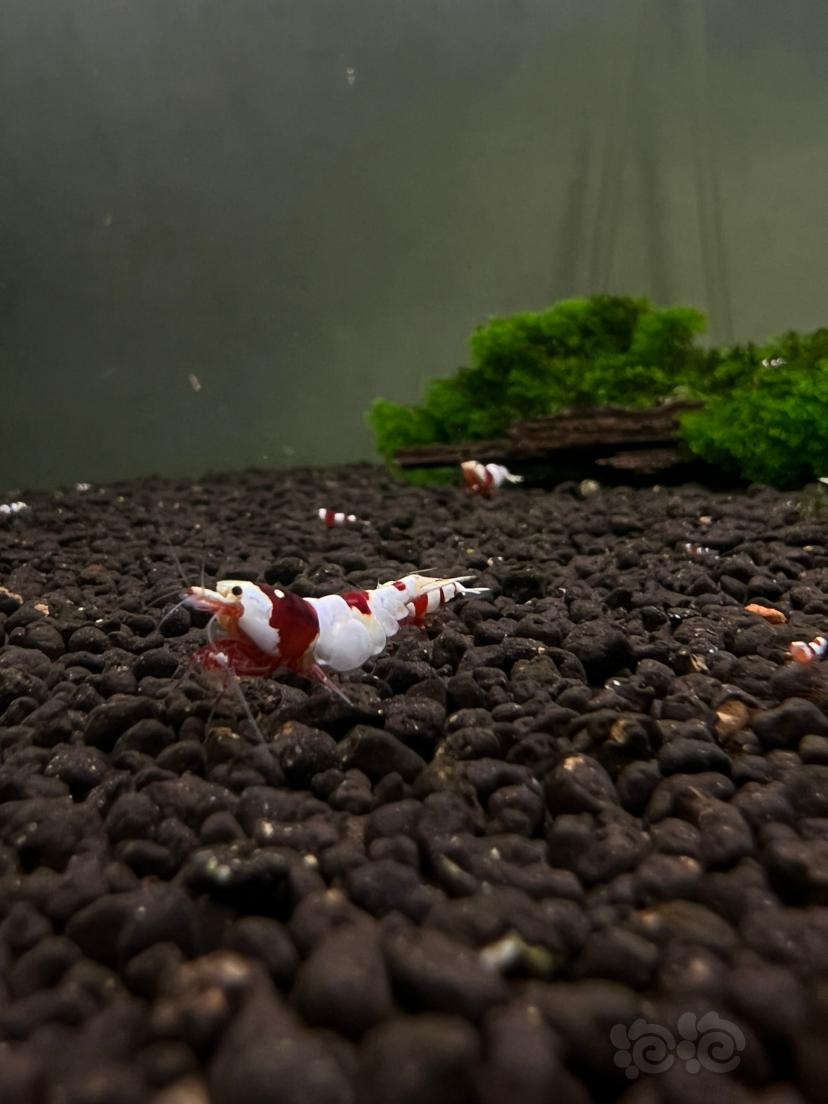 红白水晶虾-图6