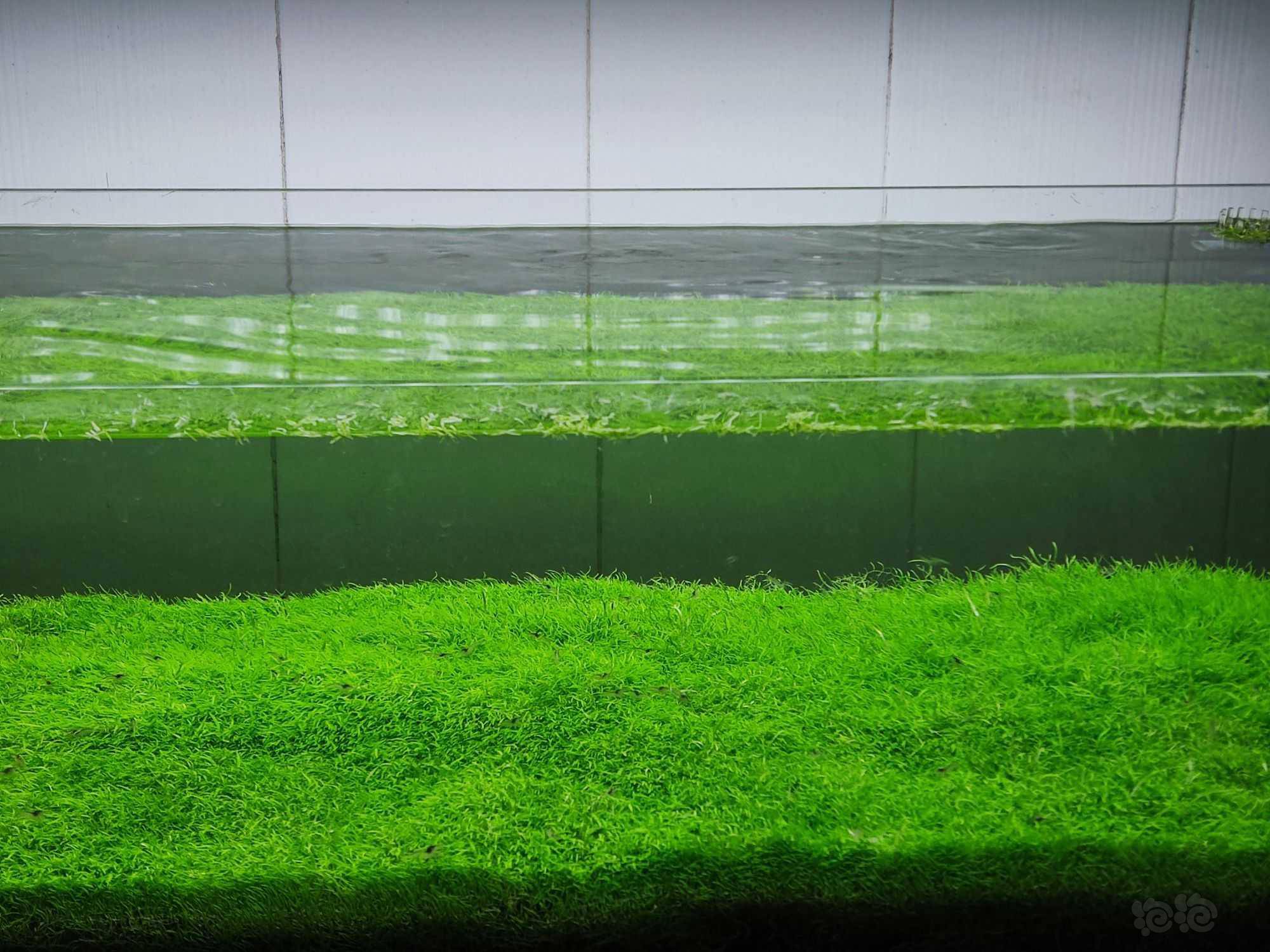 草坪出点挖耳29一份10x10零上地区包邮包损零下自己出暖