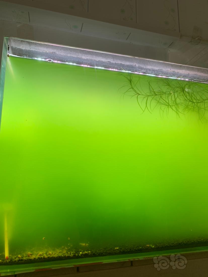 终于养出一缸绿水-图1
