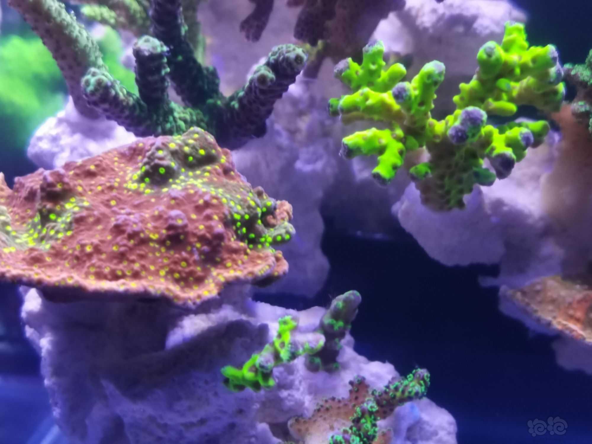 20微缸开始进生物珊瑚-图3