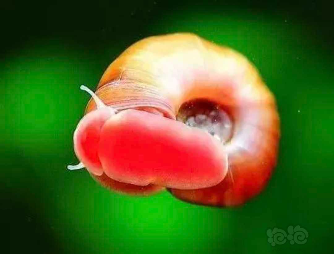 【虾螺】苹果螺-图2