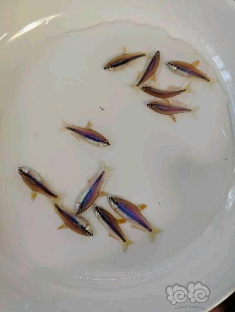 【热带鱼】出灯鱼，玻利维亚凤凰-图1