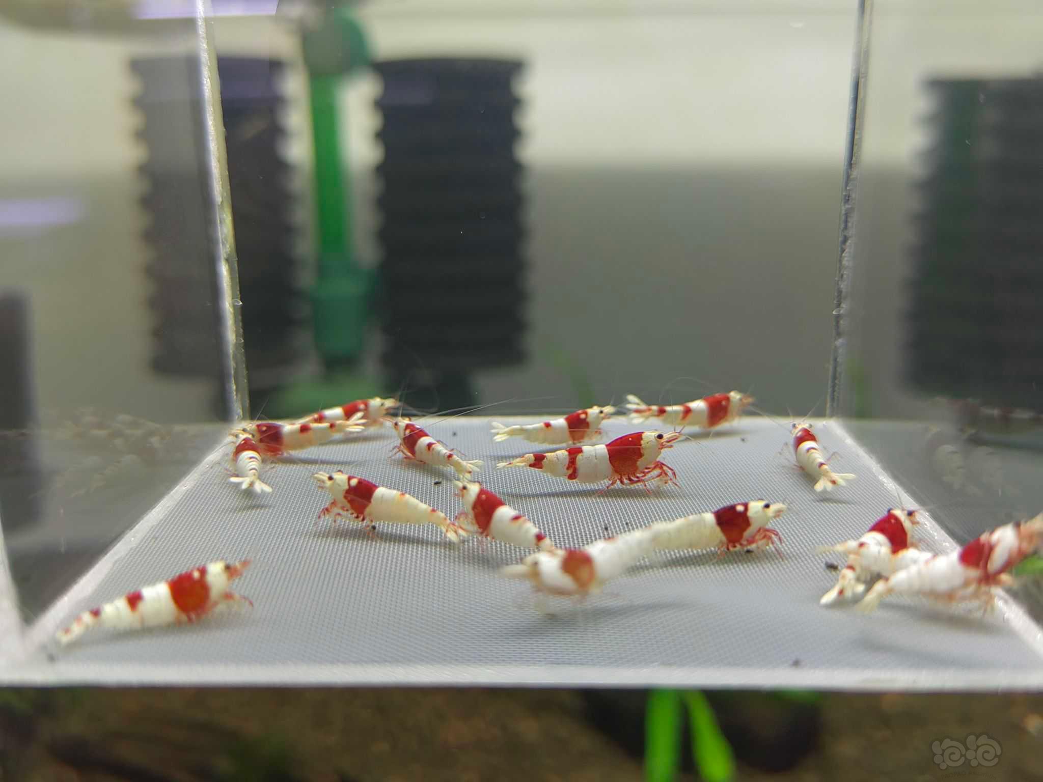 【水晶虾】红白亚成一份-图1