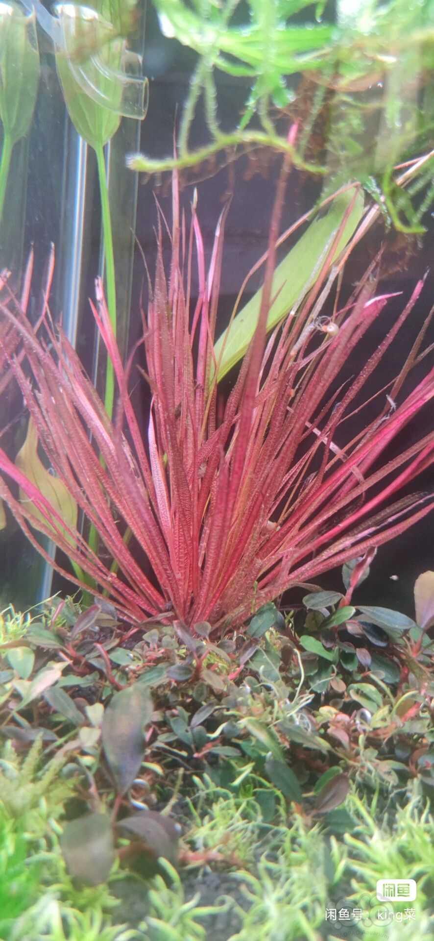【椒草】出一些红箦藻30-图2