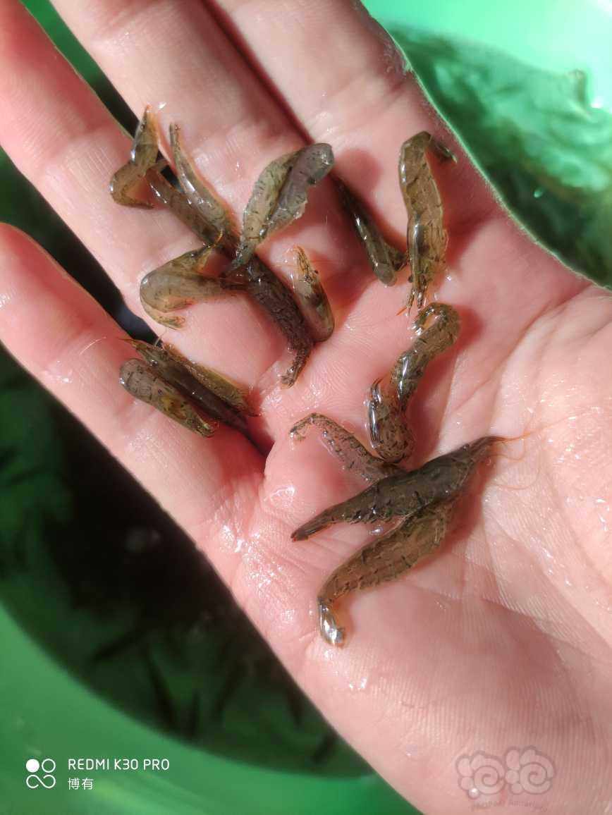 【出售】定水黑壳虾2-3厘米-图2