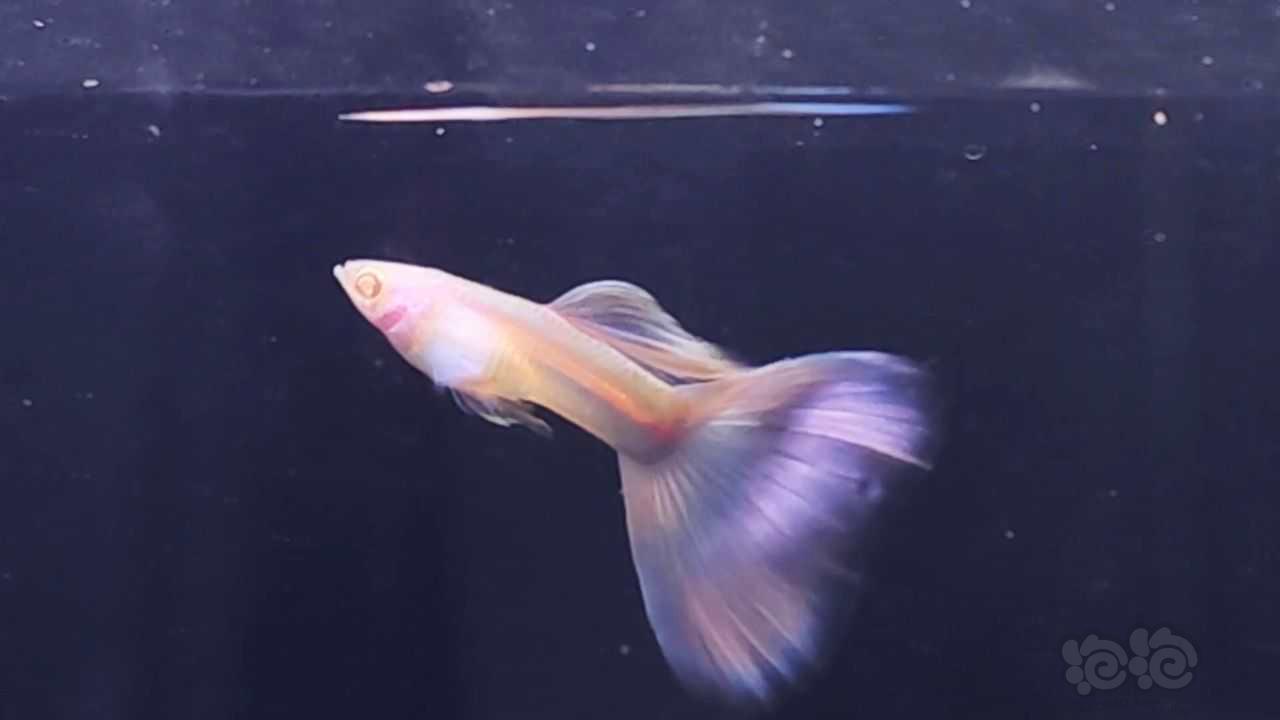 粉色系孔雀鱼（墨紫白子）🤪-图3