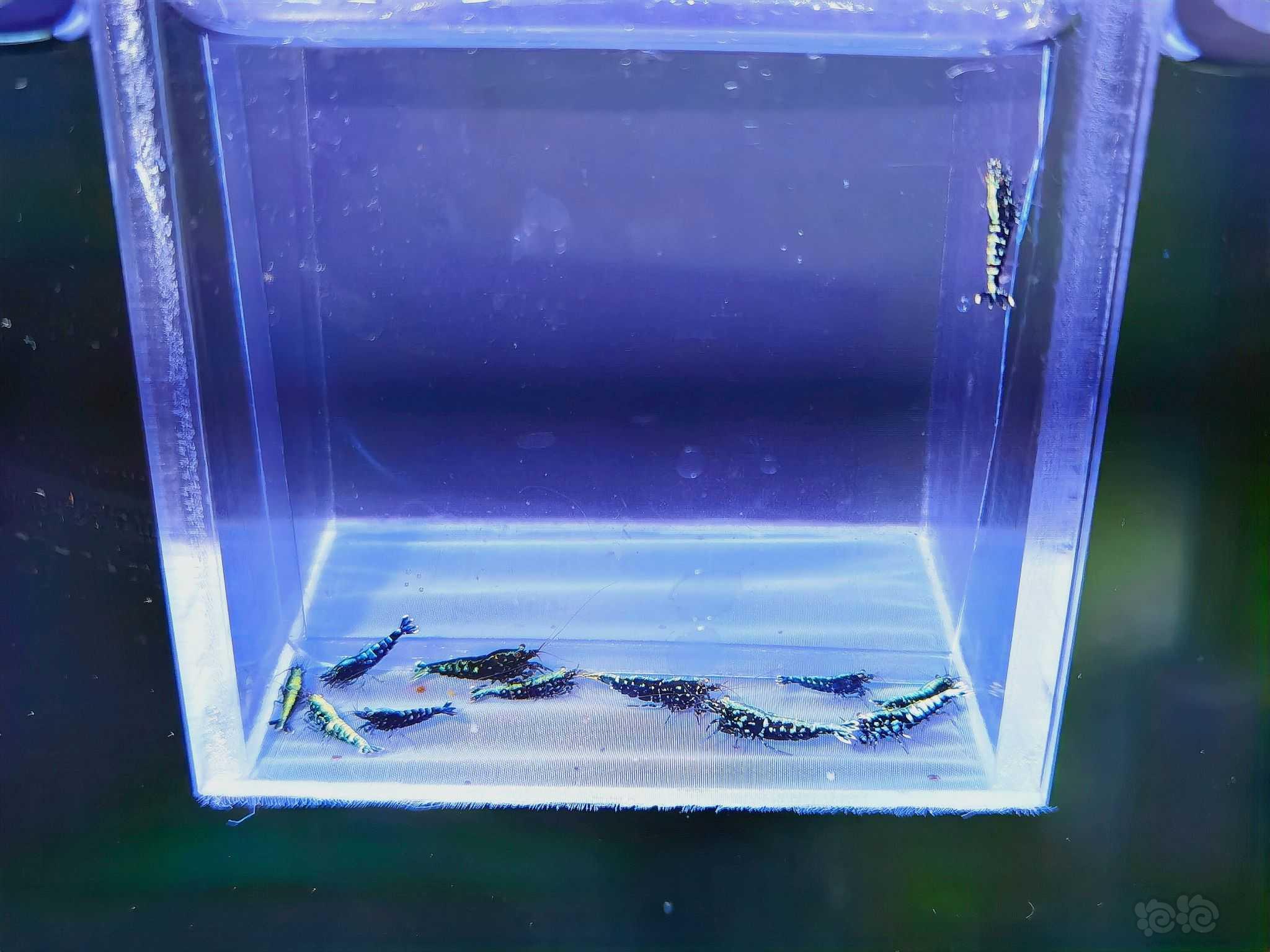 【水晶虾】出一组黑银河水晶虾-图6