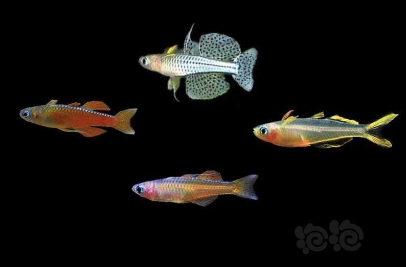【灯科鱼】除了鲻银汉鱼也就是霓虹燕子和珍珠燕子类，还有什么鱼很弱鸡？-图1