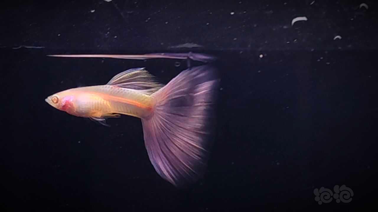 粉色系孔雀鱼（墨紫白子）🤪-图2
