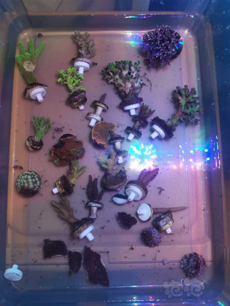 20微缸开始进生物珊瑚-图9