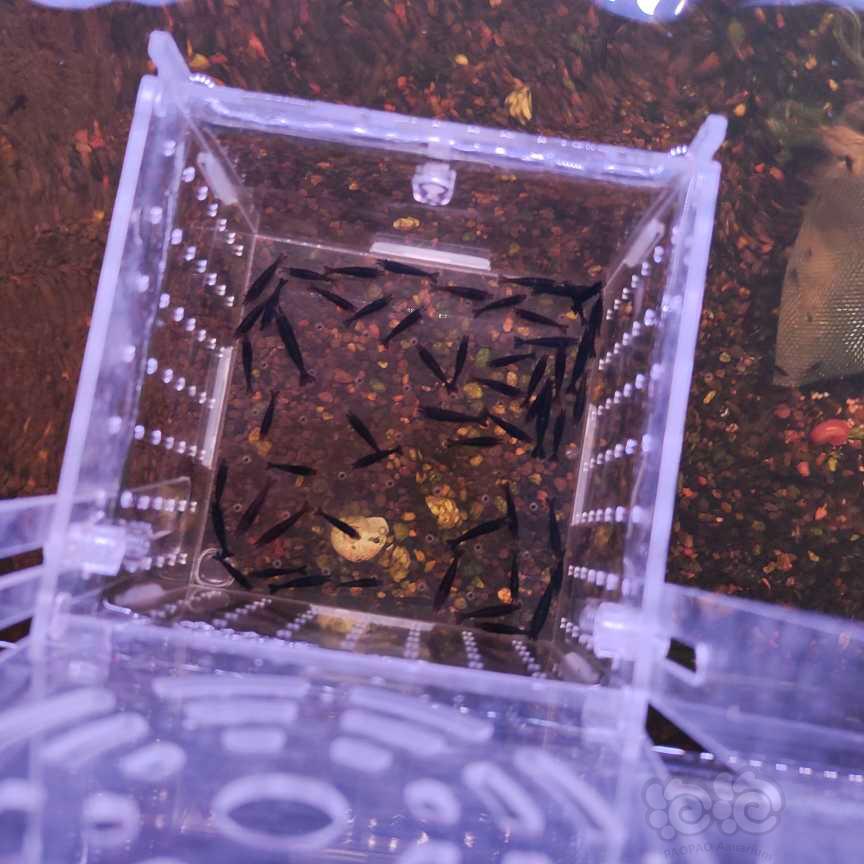 2023-11-28#RMB拍卖#黑巧克力虾-图1