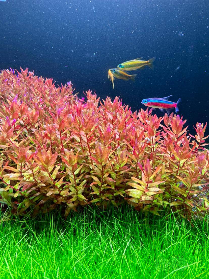 有茎福利价出迷你绿蝴蝶有老虎椒紫百叶