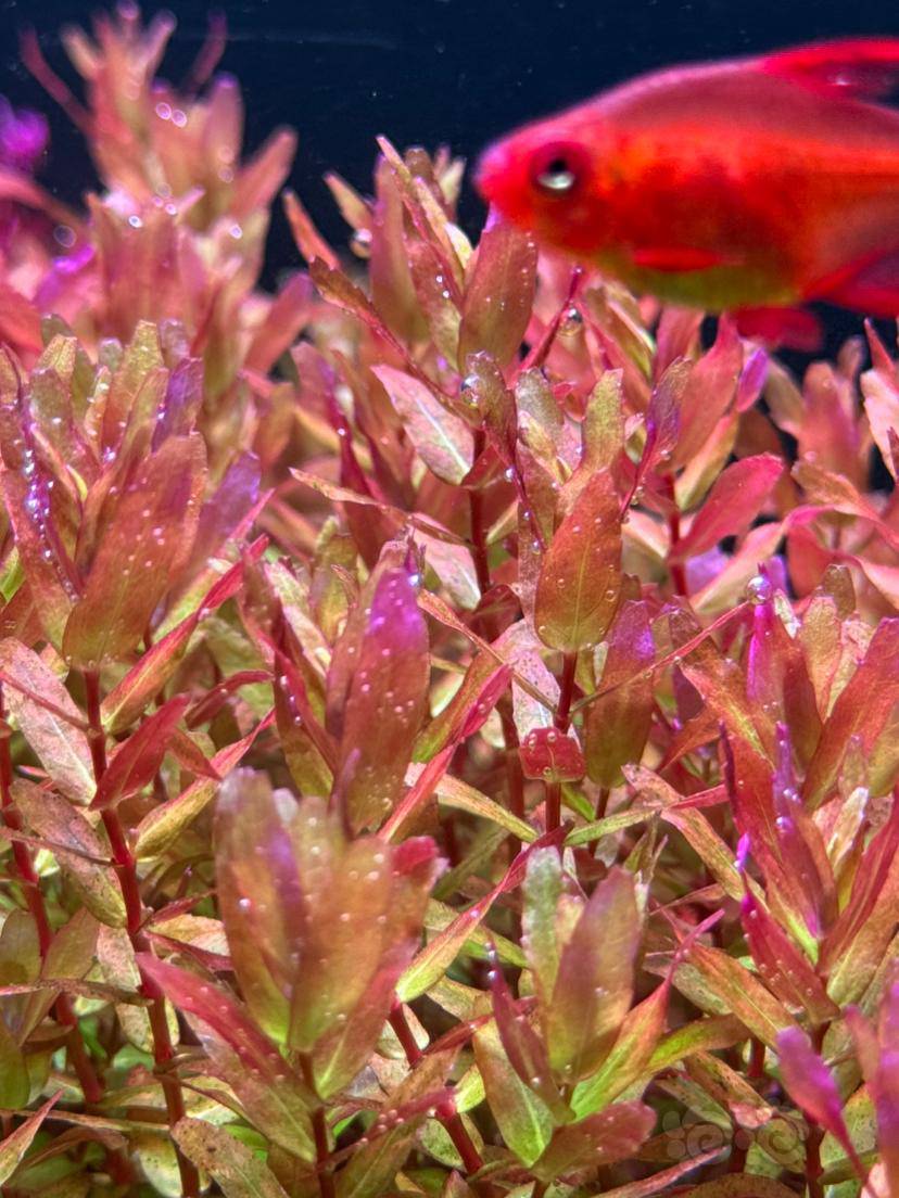 有茎福利价出迷你绿蝴蝶有老虎椒紫百叶