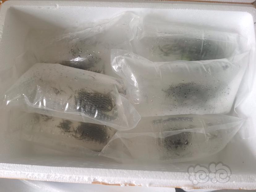 【米虾】野生定水黑壳虾批发零售，60一斤包邮中通快递，按只3个尺寸-图6