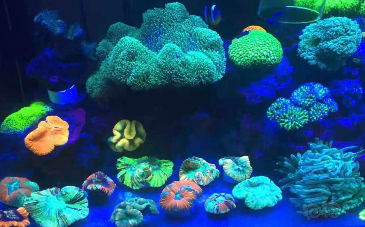 脑珊瑚要喂食-图2
