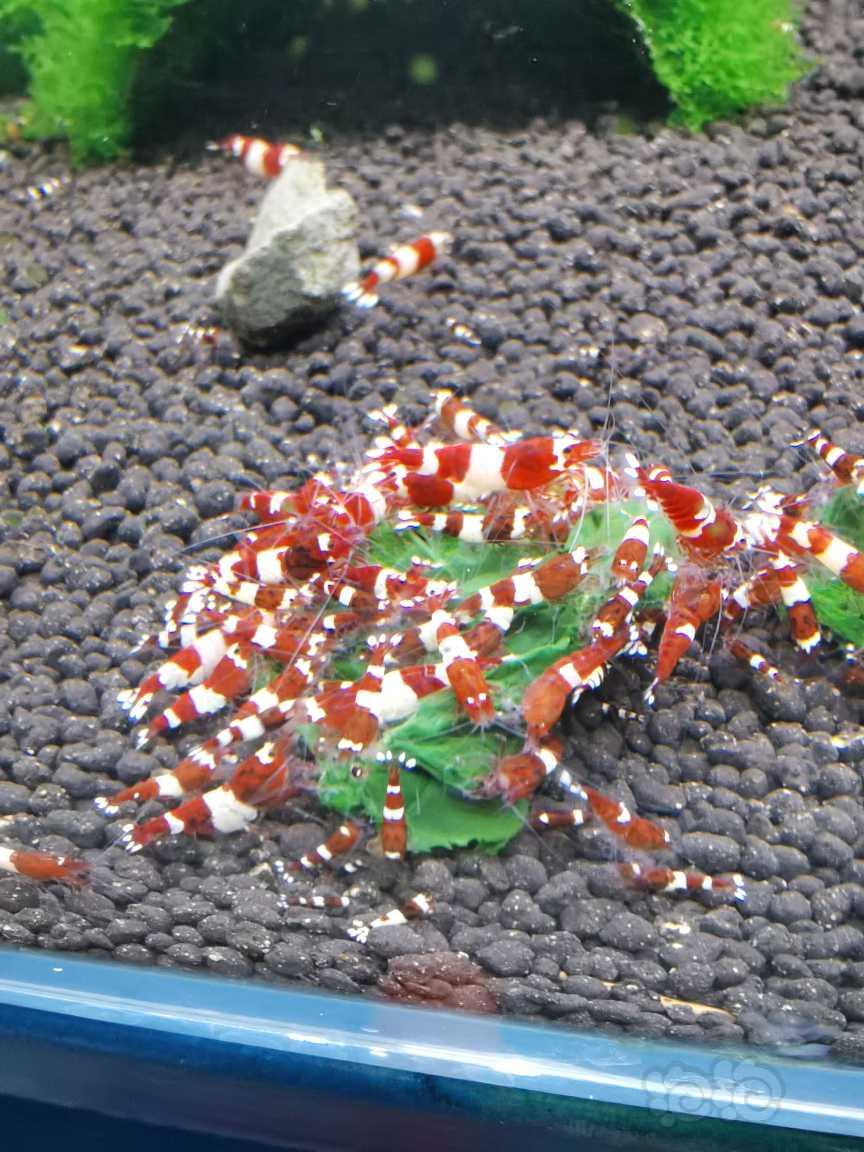 【水晶虾】清酒红水晶虾-图5