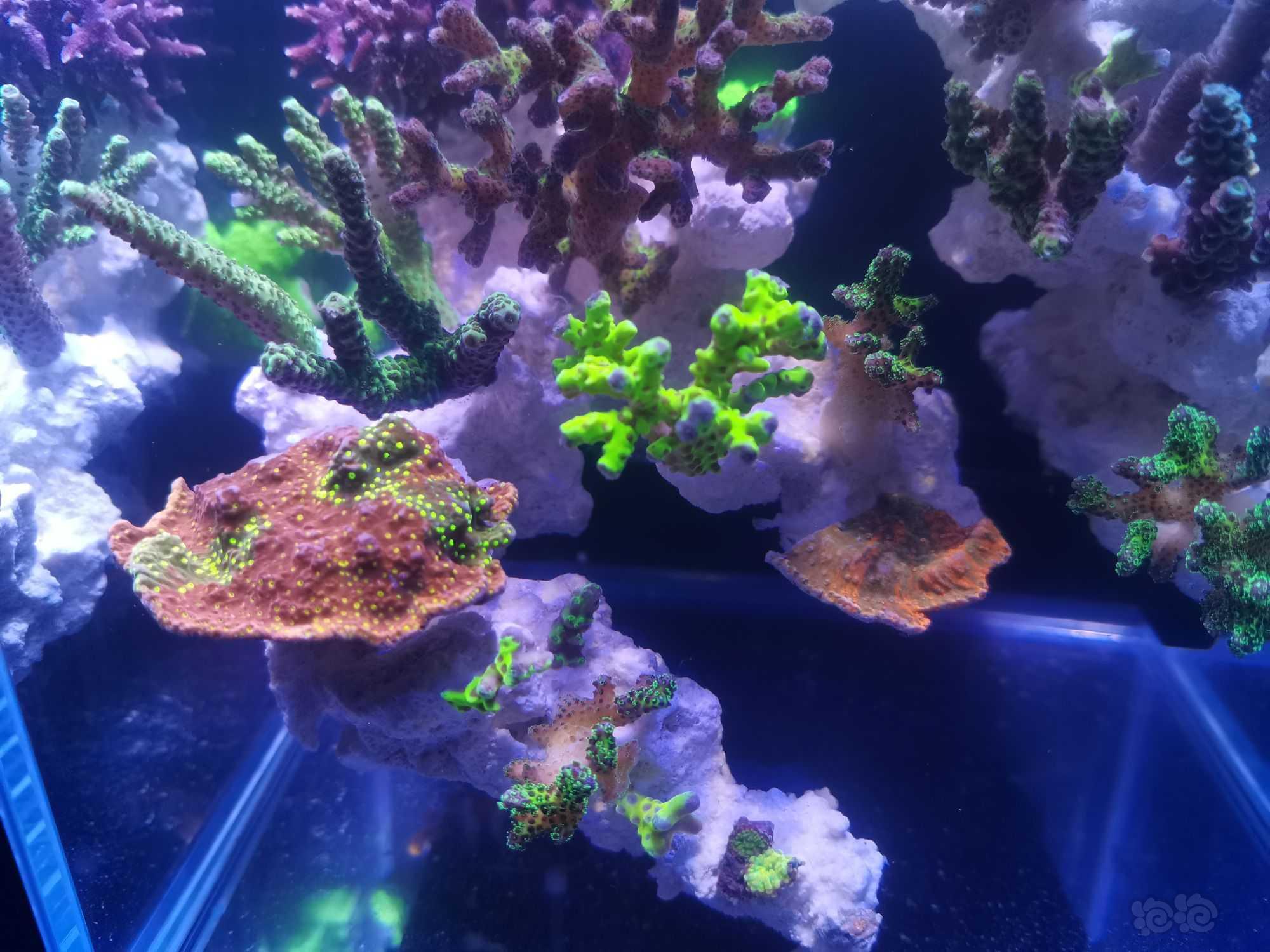20微缸开始进生物珊瑚-图6