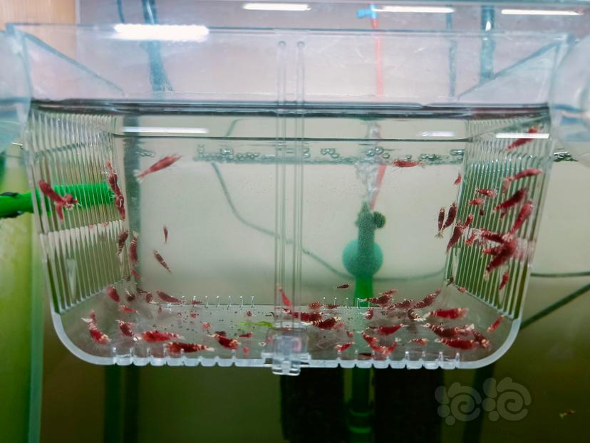 2023-11-04#RMB拍卖金属红和红花虎淘汰虾100只-图3
