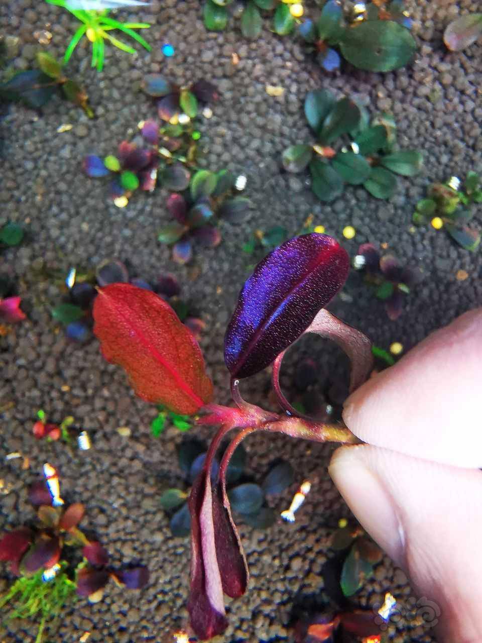 【辣椒榕】出精品辣椒榕