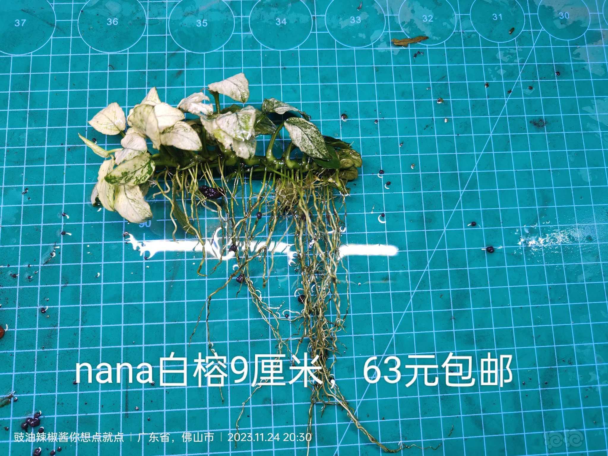 【有茎】出售UK雨裂，nana白榕，夕烧-图4