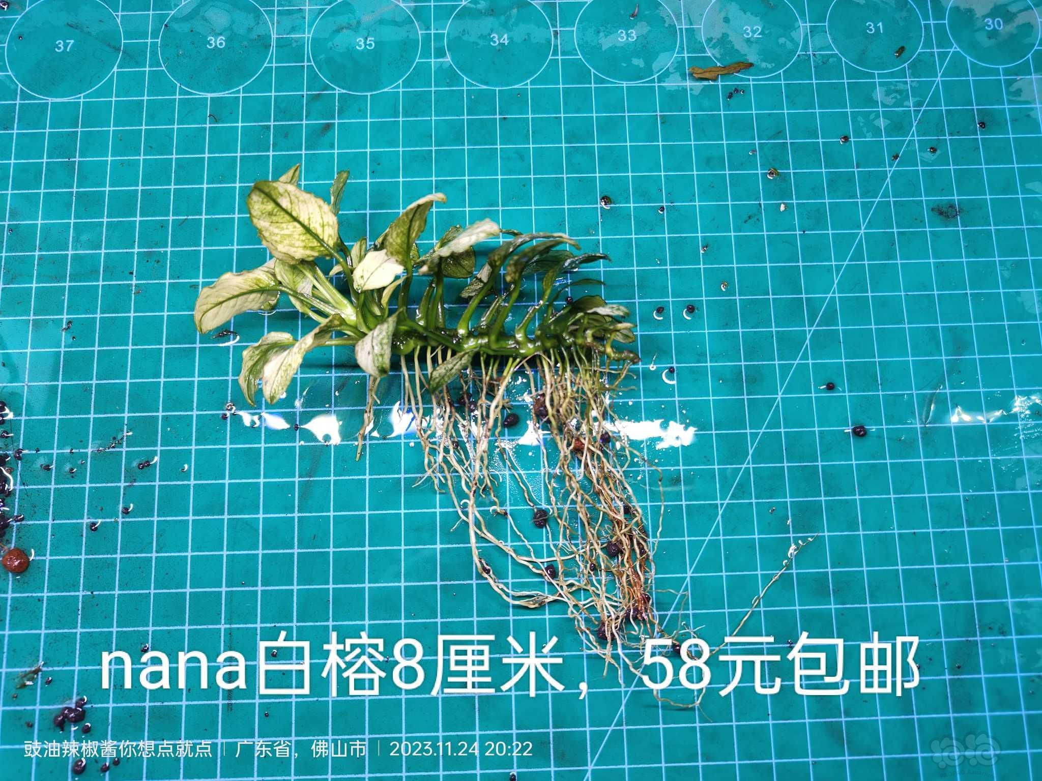 【有茎】出售UK雨裂，nana白榕，夕烧-图3