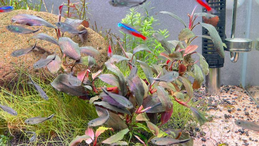 辣椒榕出辣椒榕忘了啥品种了