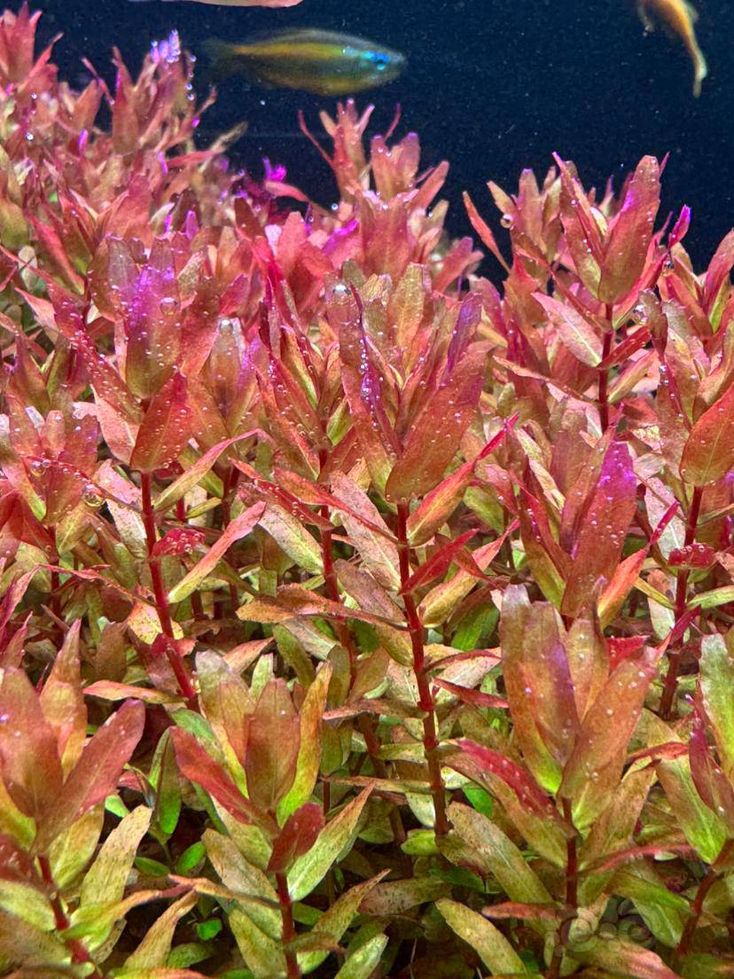 有茎福利价出迷你绿蝴蝶有老虎椒紫百叶