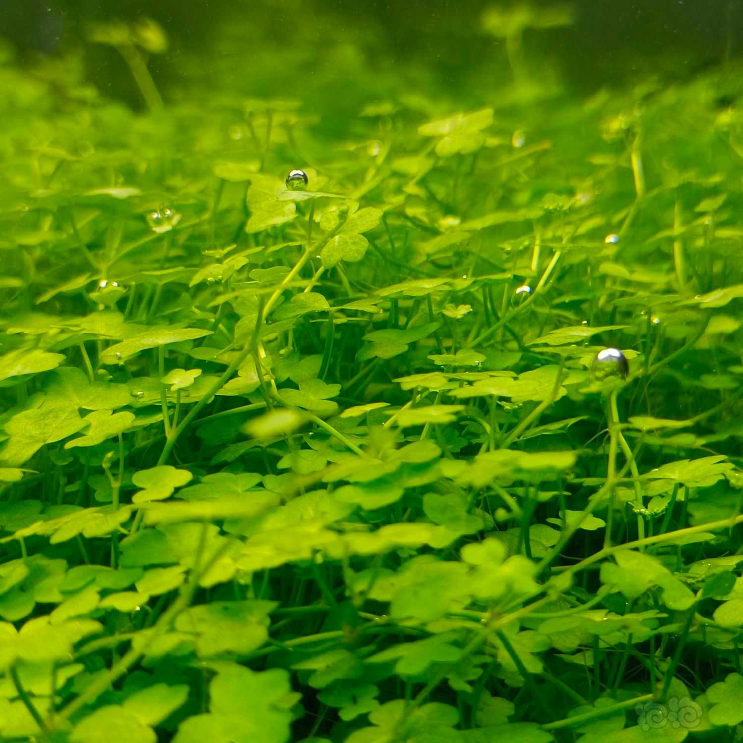 【水草】出高品质水草，无藻无螺，保证品质-图9