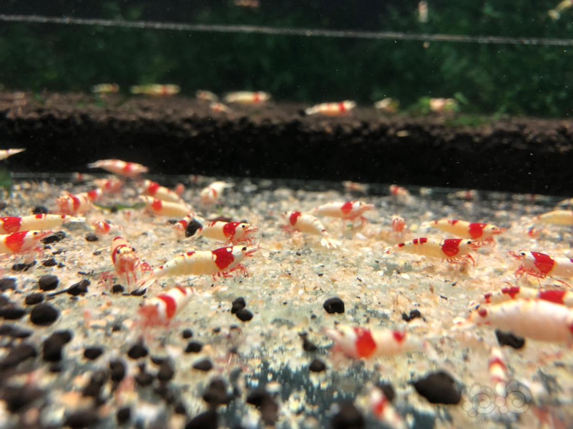 【水晶虾】求购红白、黑白纯血-图1
