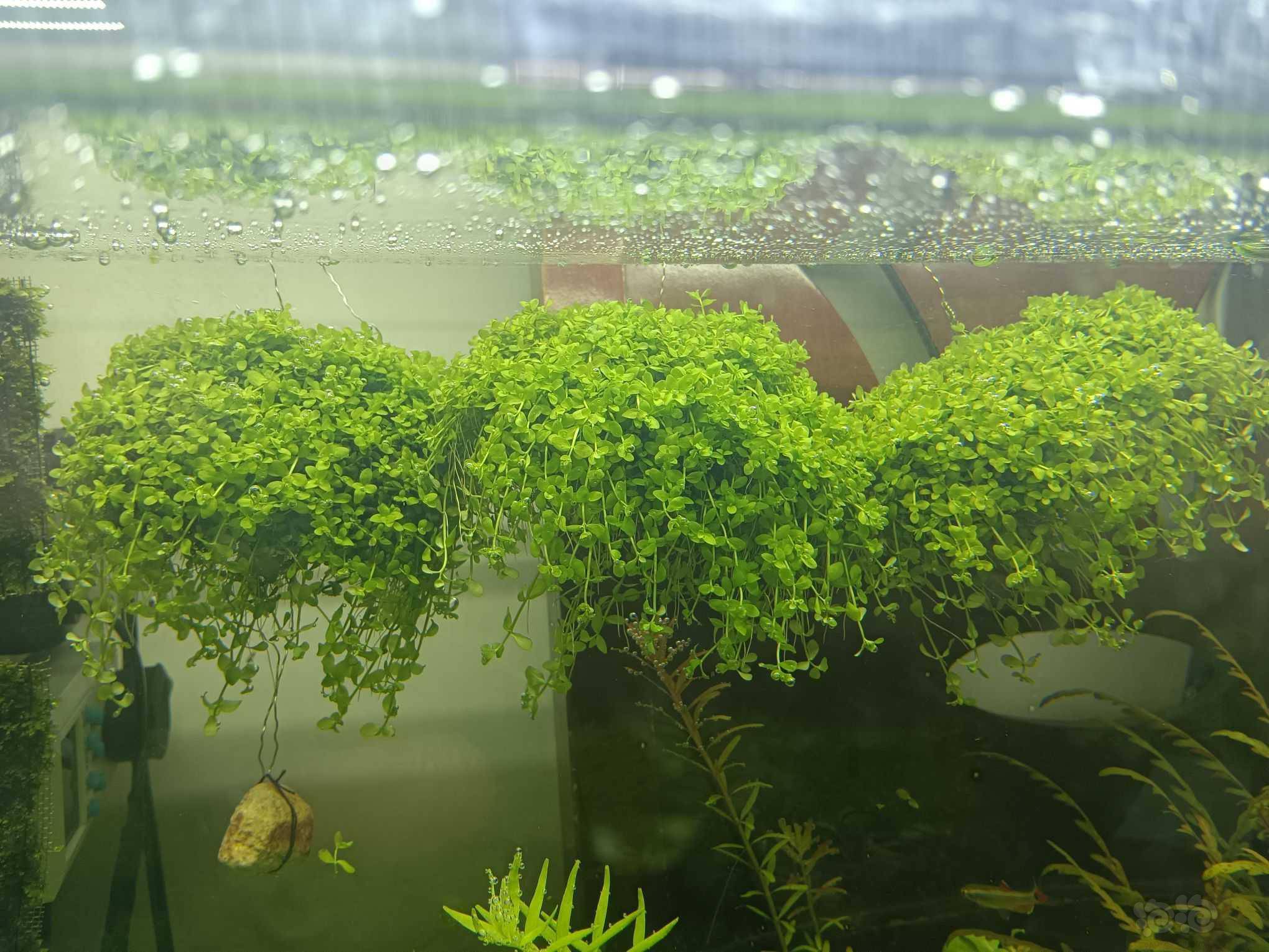 草坪出趴地矮珍珠和迷你矮珍珠