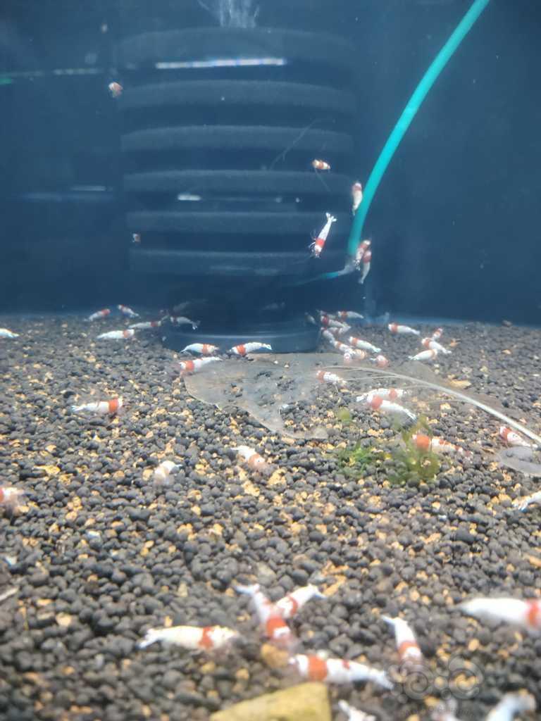 【水晶虾】红白公虾500只-图1