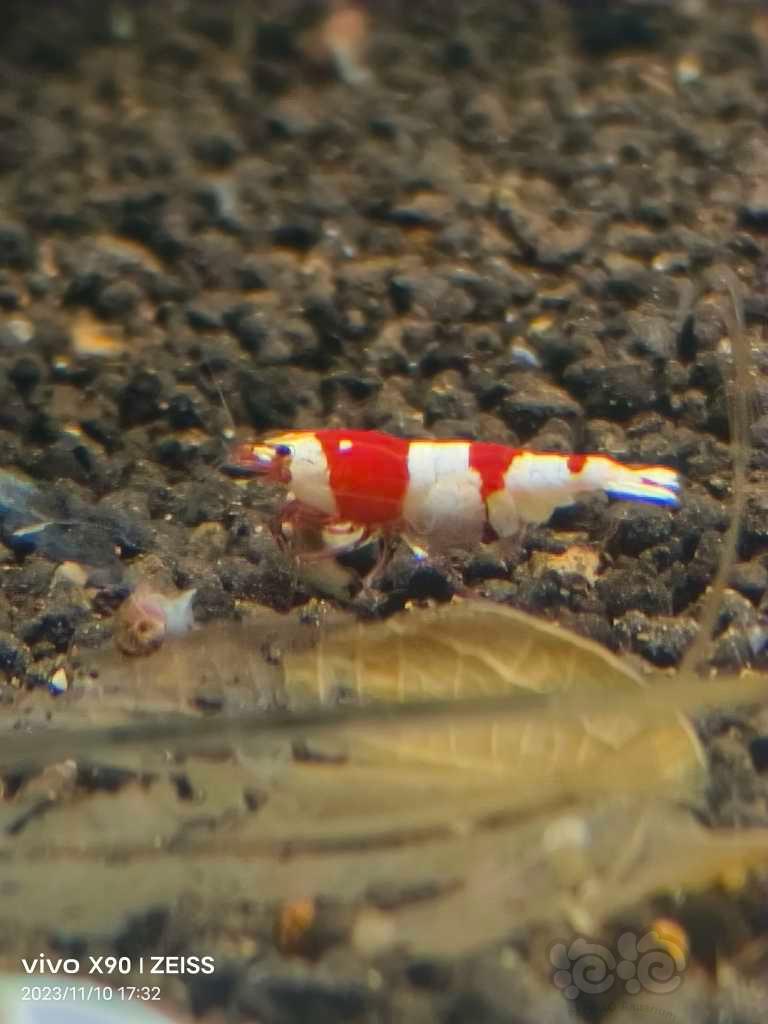 【虾螺】【出售】高端纯血红白10只，包邮
【厚甲】喜欢厚甲的来-图1