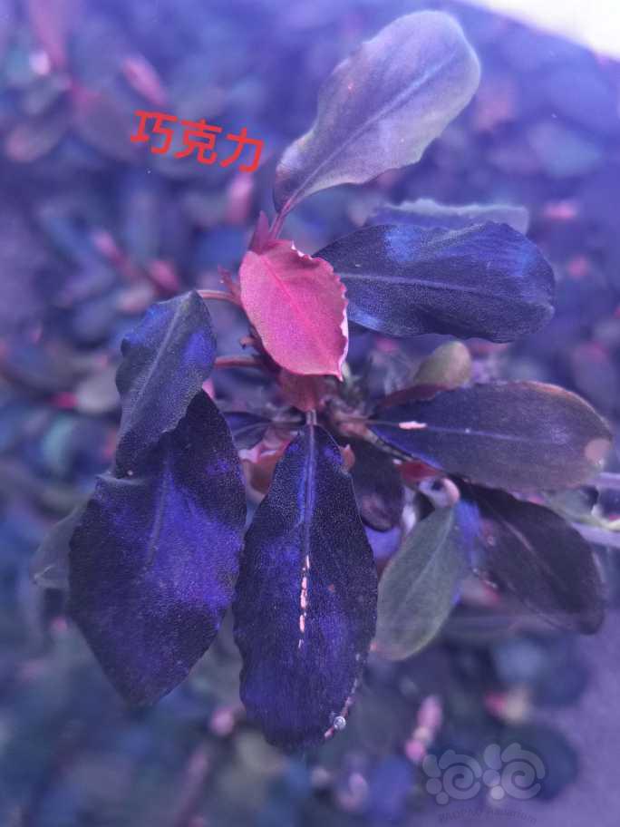 【出售】出辣椒榕，叉叶铁，椒草-图10