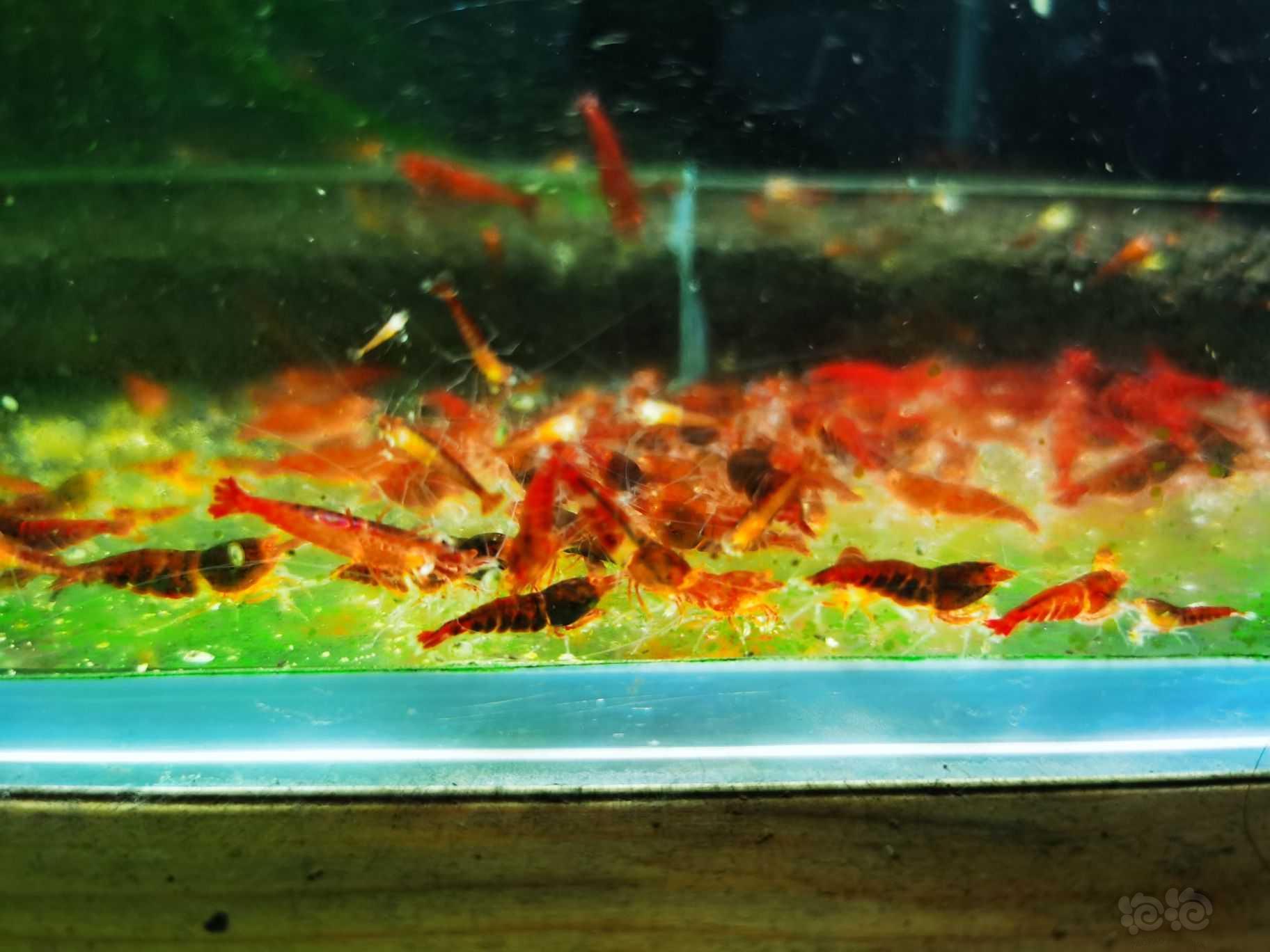 【水晶虾】【水晶虾】出售金眼红钻-图2