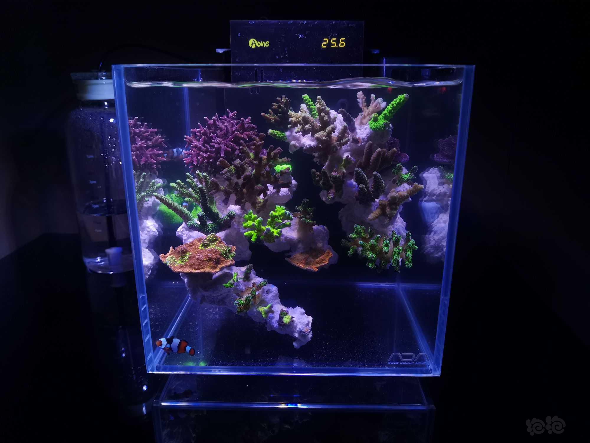 20微缸开始进生物珊瑚-图8
