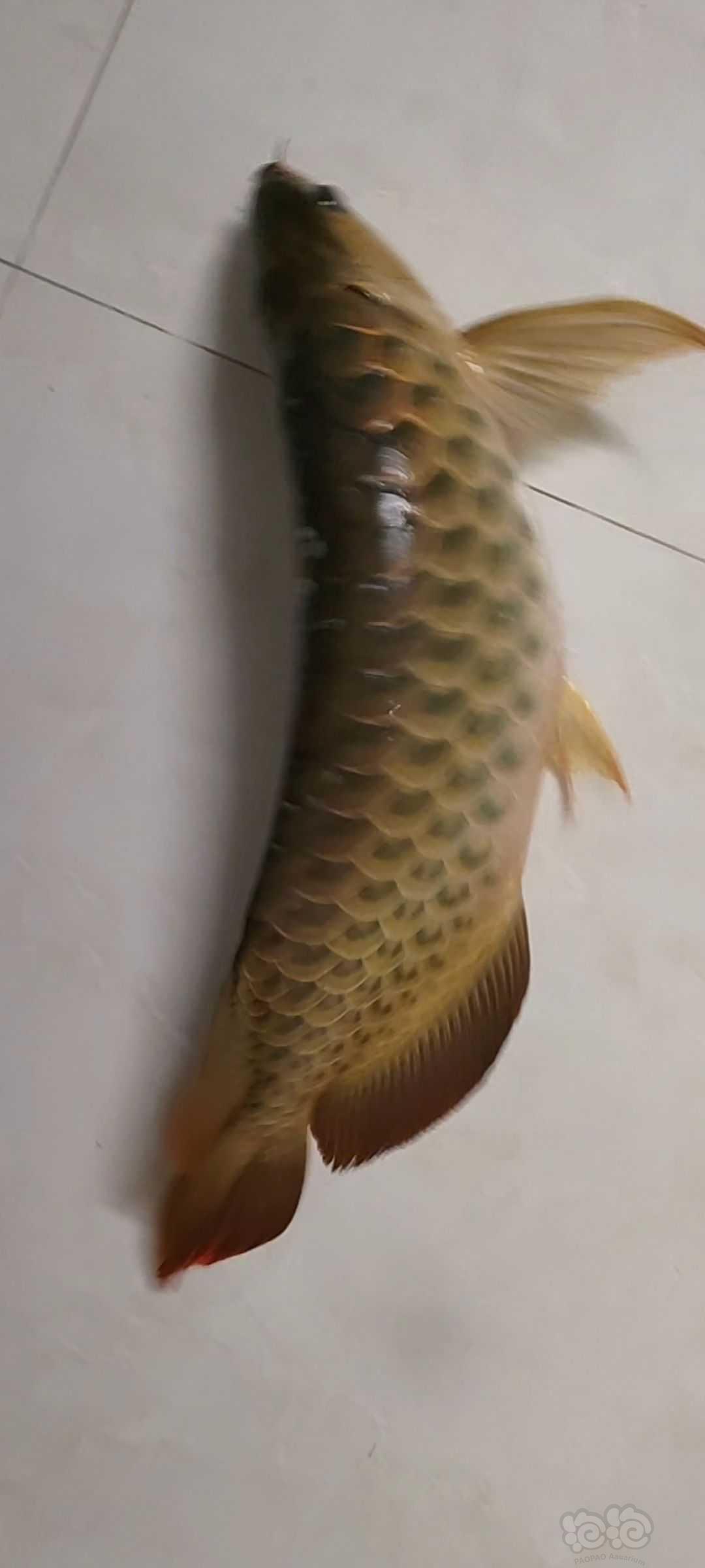 【龙鱼】龙鱼跳缸-图6