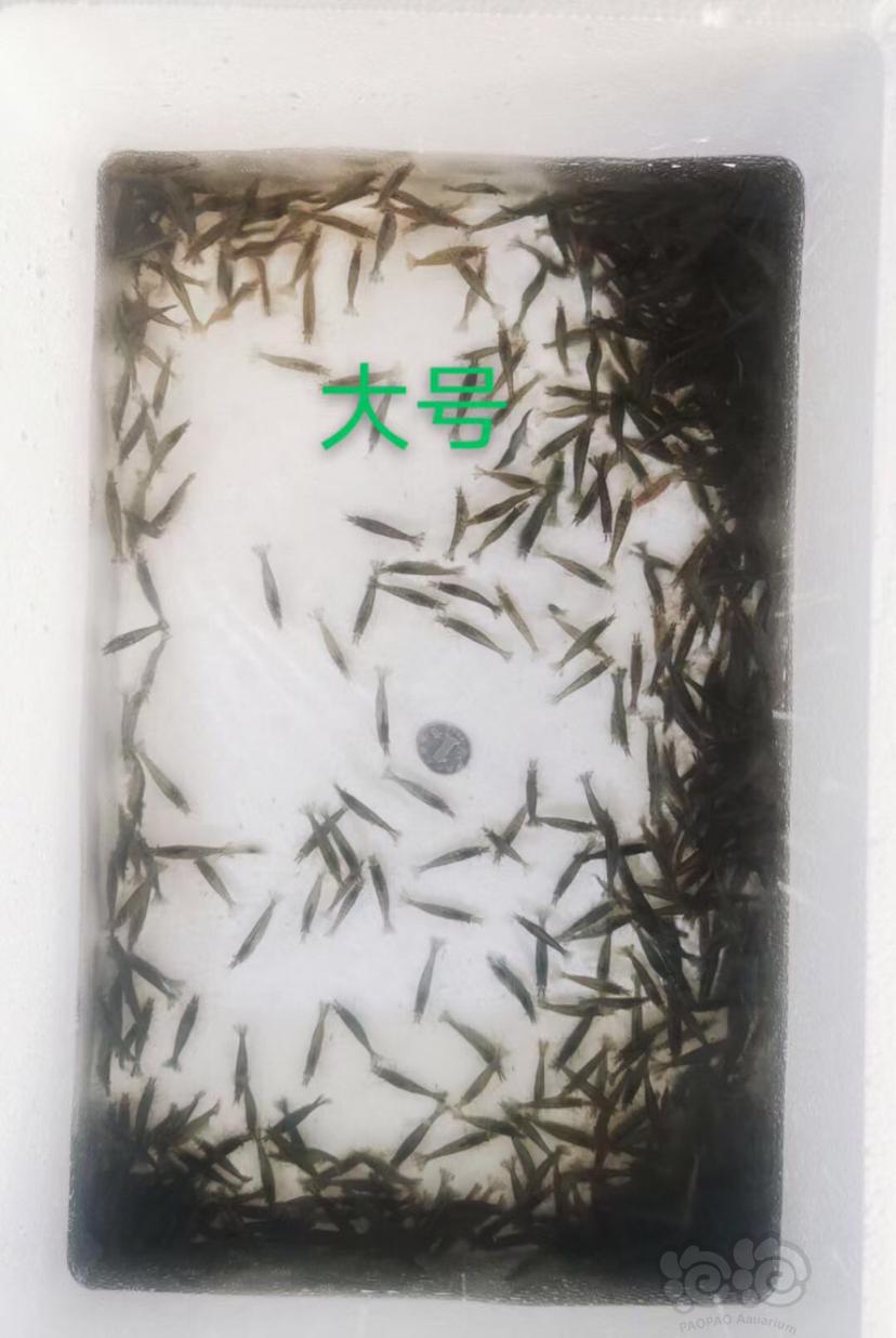 【米虾】野生定水黑壳虾批发零售，60一斤包邮中通快递，按只3个尺寸-图3